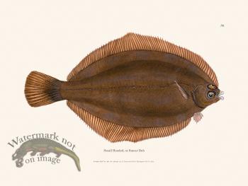 079 Small Headed, or Smear Dab